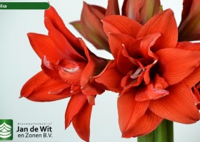 hippeastrum Celica ® (2)